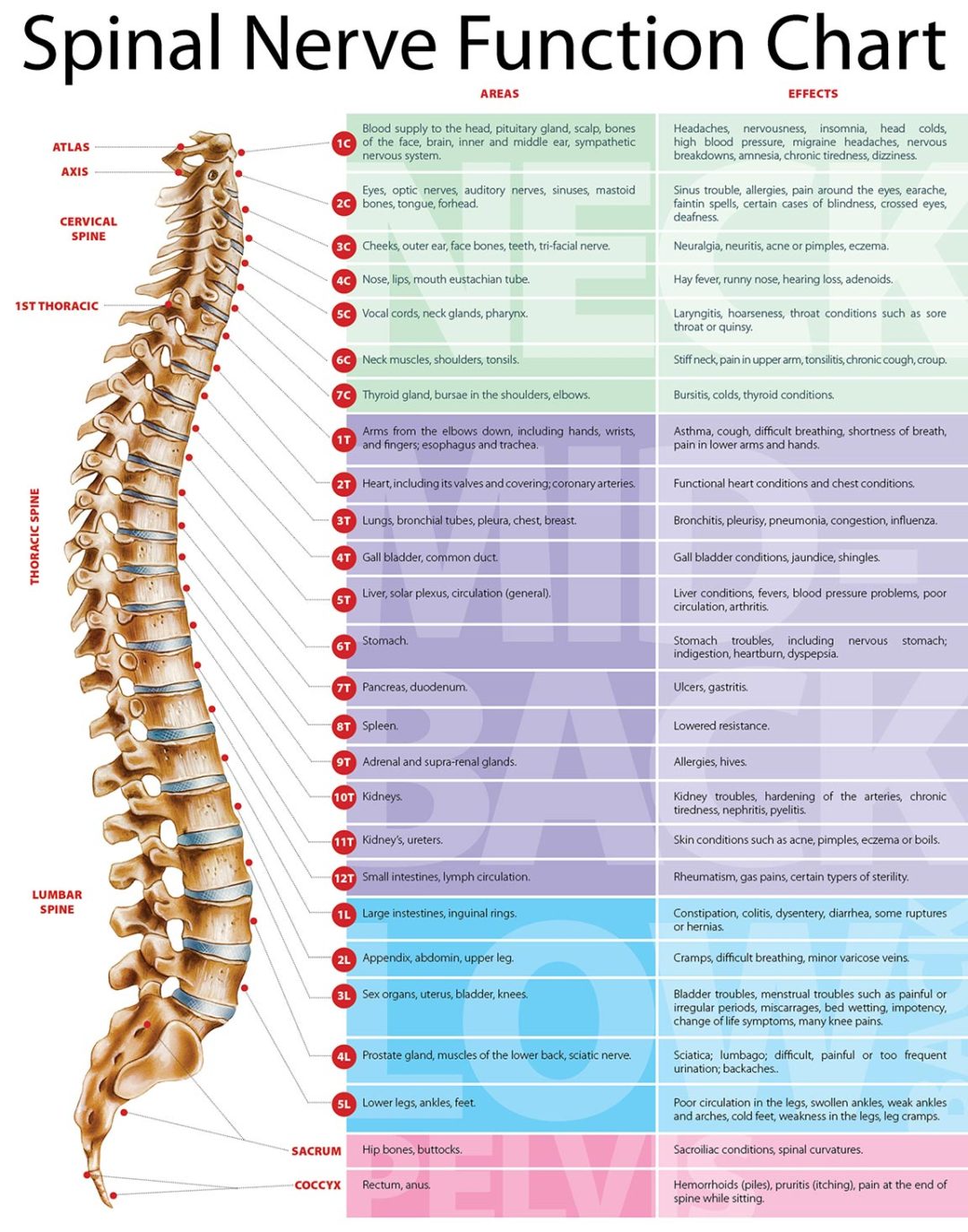 Chiropractic Charts Diagrams Including Dermatome Char - vrogue.co